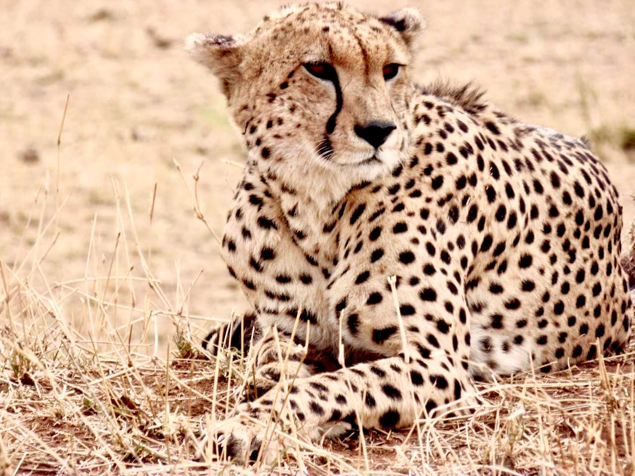 坦桑超：喷泉门VS坦桑尼亚监狱的简单介绍